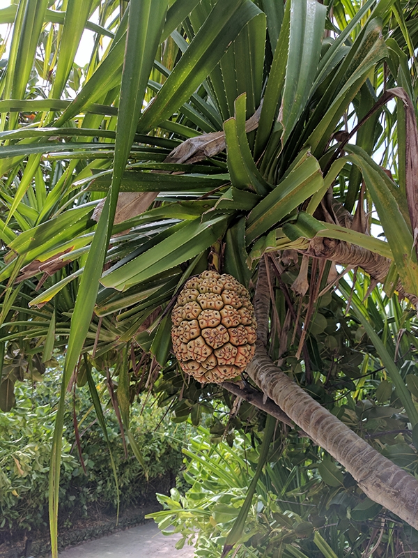 NH Collection Maldives Havodda Interesting Fruit on Tree